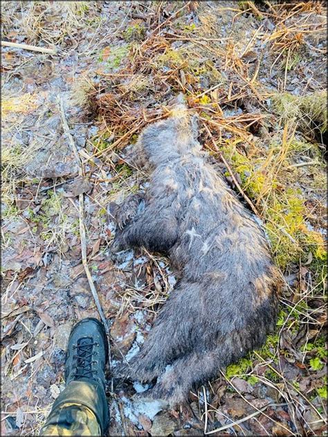 Dead Brown Bear Cub Shows How Avian Influenza Is Lingering In Alaskas Environment