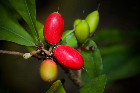 Miracle Fruit Tree