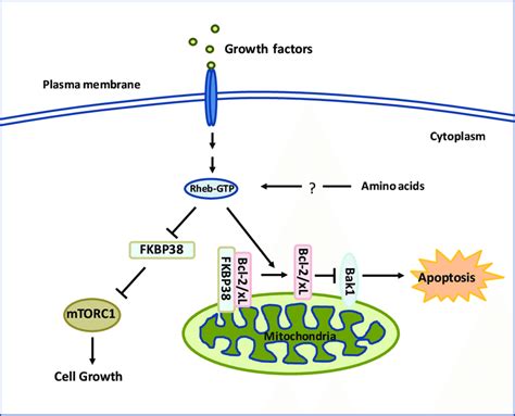 The Signaling Mechanisms Of FKBP38 In Regulation Of MTOR And Apoptosis