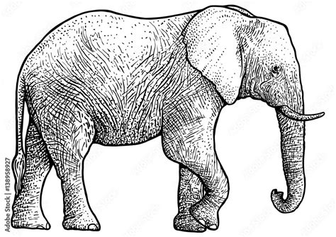 Elephant illustration, drawing, engraving, ink, line art, vector Stock ...