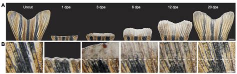 Caudal Fin Regeneration In Zebrafish Bionomous