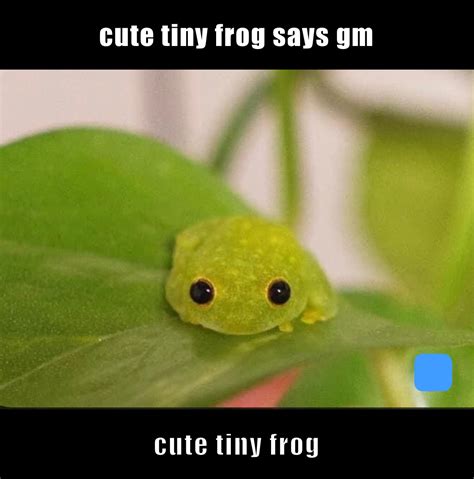 cute tiny frog says gm cute tiny feog | @sarahsks | Memes