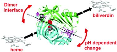 Subunitsubunit Interactions Play A Key Role In The Heme Degradation