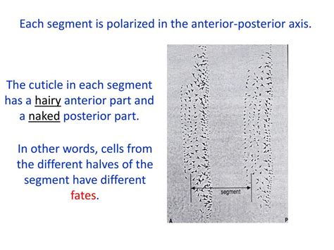 The Story Of Apc And The Wnt Pathway The Story Of Apc And The Wnt