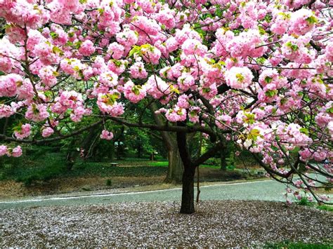 Brooklyn Botanic Garden Cherry Blossom Festival (Everything You Need To Know) - Your Brooklyn Guide