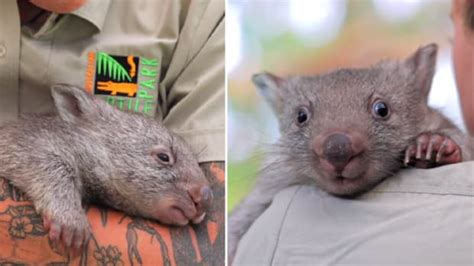 Columbus Zoo's Resident Wombat Is Always in a 'Major Mood' and It's Priceless - Parade Pets