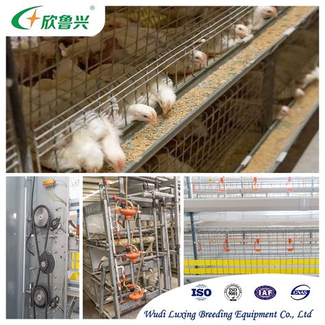 Chicken Raising Equipment Semi Automatic Laying Hens Cage System For