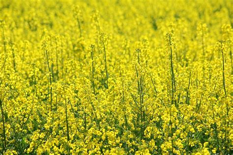 Rapeseed Canola Field Blooming - Free photo on Pixabay