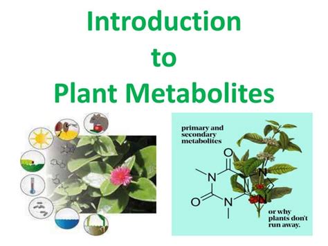 Primary Metabolites From The Plant And Animalspptx