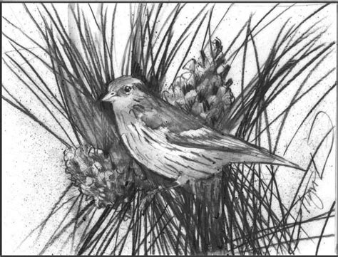 Nomadic Finches: Pine Siskins Irrupting - New York Almanack