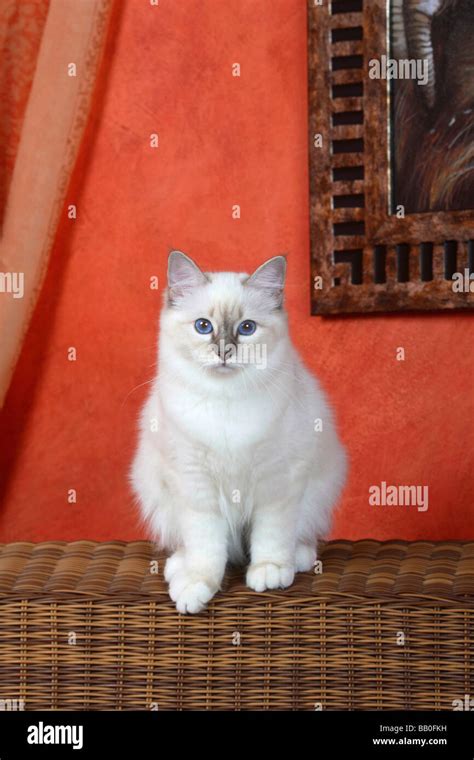 Sacred Cat Of Birma Blue Tabby Point Month Birman Stock Photo Alamy