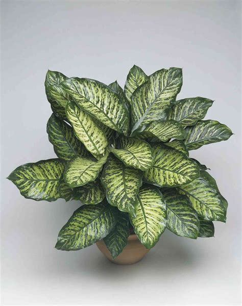 Dieffenbachia Varieties and Plant Care Tips