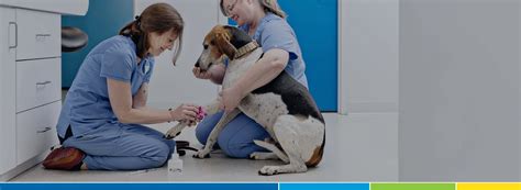 Services Newtown Square Veterinary Hospital