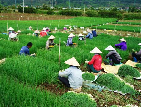 Vietnamese Farmer Harvest Vietnam Onion Farm Editorial Photo Image