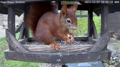 Ein Eichhörnchen Frisst Im Vogelhaus Nistkasten Livestream