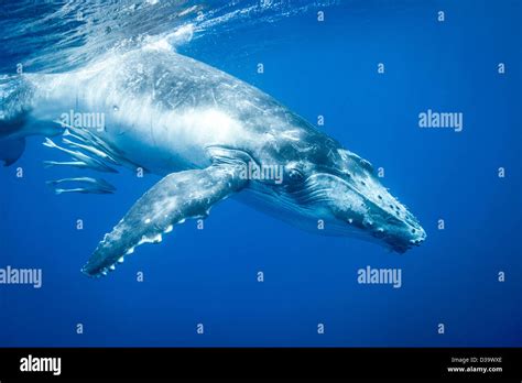 Humpback Whale Swimming Underwater Stock Photo Alamy