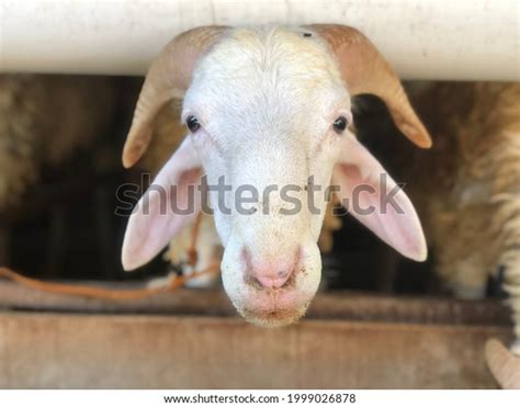 Picture Goats Animal Farm Stock Photo 1999026878 Shutterstock