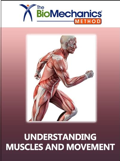 Understanding Muscles And Movement Neta National Exercise Trainers