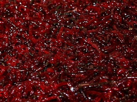 Weighed Live Bloodworm (Large Size) – AquaSnack