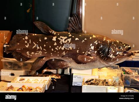 Living fossil Indonesian coelacant (Latimeria menadoensis), Latimeriidae, Indonesia Stock Photo ...