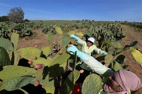 Tunisian Village Banks On Cacti To Bring In Fortune Trends Mena