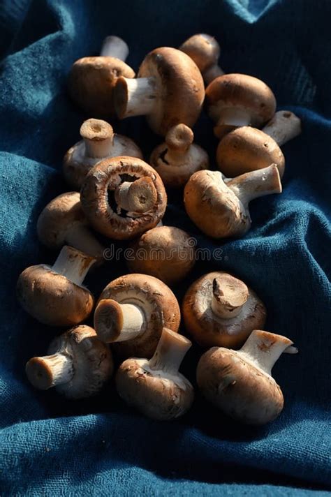 Common Brown Edible Mushrooms Stock Image Image Of Mushroom Food 817941