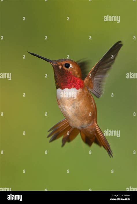 Male Rufous Hummingbird Selasphorus Rufus In Flight Victoria