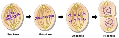 Mitosis Cytokinesis The Cell Cycle And Asexual Reproduction Flashcards