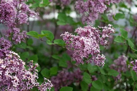 Dwarf Korean Lilac Care And Growing Guide