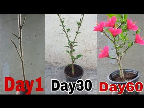 Easiest Way To Grow Hibiscus From Cutting How To Grow Hibiscus With