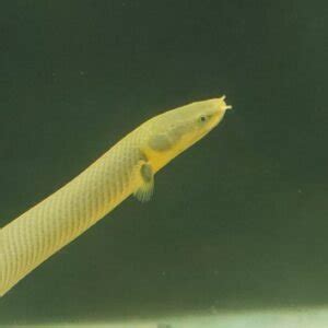 Reed Snake Fish – Splashy Fin Live Fish Bangalore Only Shipping