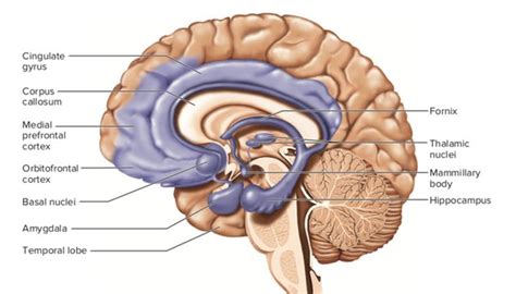 Amygdala Hippocampus Prefrontal Cortex