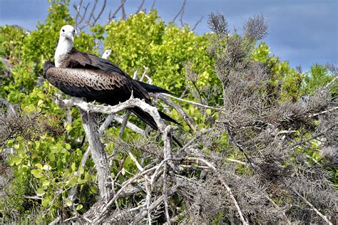 Female Juvenile Magnificent Frigatebird On North Seymour In Galápagos