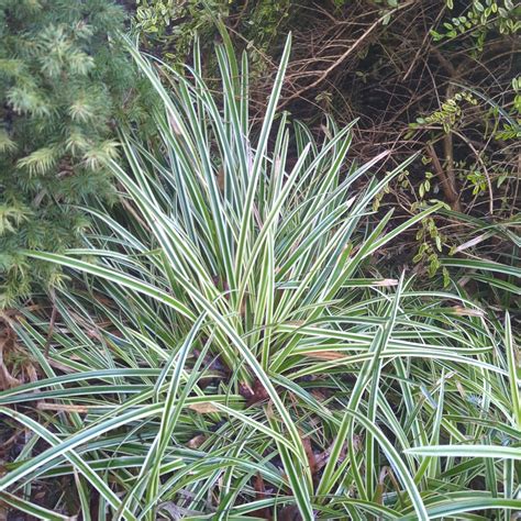 Carex 'Ice Dance' – Secret Garden Growers