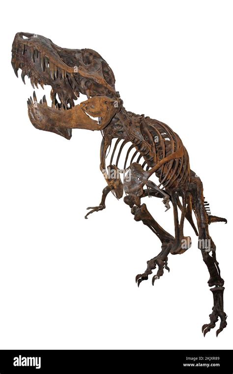 T Rex Skeleton Stan Stock Photo Alamy