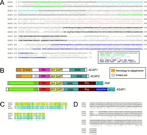 Structure Of ACAP1 And ACAP2 A Comparison Of Primary Sequence And