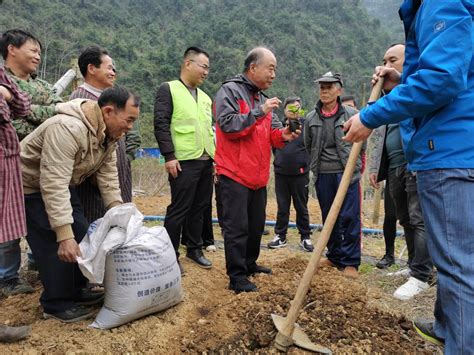 广西水果专家帮扶 助村民“富口袋”又“富脑袋”结对水果脱贫新浪新闻