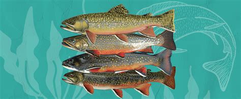 15 Different Types of Trout | FindyourFish