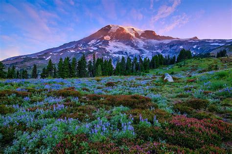 Mount Rainier Sunrise Photograph by Lynn Hopwood - Fine Art America