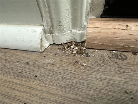 Are these specks by the door trim from termites or pests? - Home
