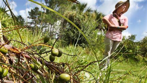 Florida closes palmetto berry harvests on state lands