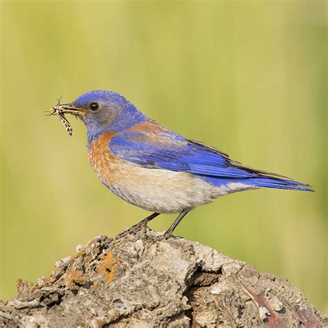 Western Bluebird — Eastside Audubon Society