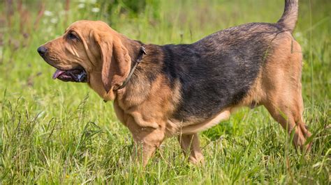 Everything You Need To Know About Bloodhounds Napo Pet Care