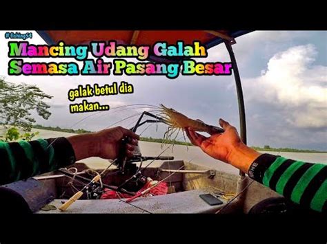 Mancing Udang Galah Semasa Air Pasang Besar Stone 8 Teluk Intan