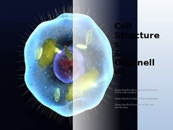 Cellular Organelles Ppt By BioDiva TPT