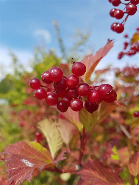 Busch Herbst Beere Kostenloses Foto Auf Pixabay