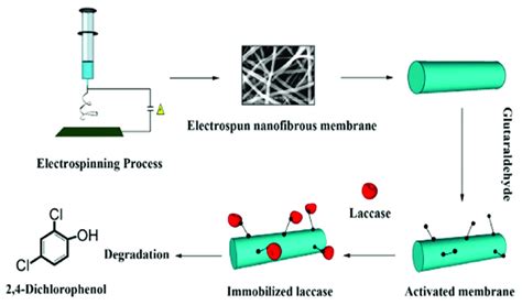 Illustration Of Laccase Enzyme Immobilised On Download Scientific