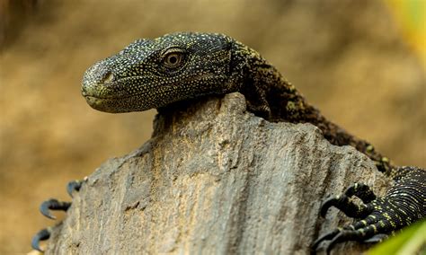 Crocodile Monitor Varanus Salvadorii Marwell Zoo