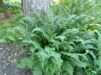 Geschubde Mannetjesvaren Dryopteris Affinis