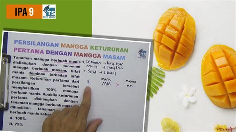 Persilangan Mangga Keturunan Pertama Dengan Mangga Masam YouTube